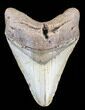 Bargain Megalodon Tooth - North Carolina #38692-1